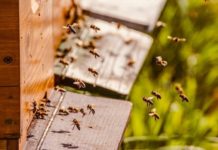 pčelarski sektor pčele strateški plan