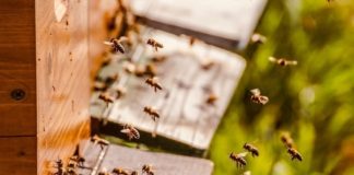 Pravilnik o provedbi Programa potpore pčelarima