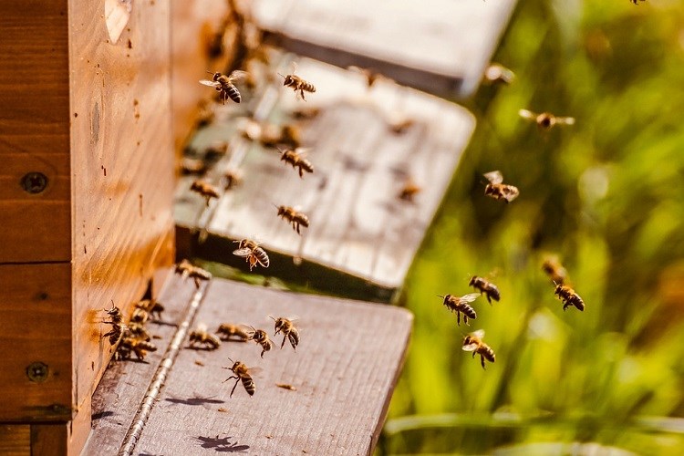 potpore pčelarima