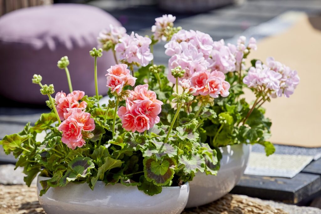 Zaštita pelargonija