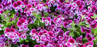 Bakterioza pelargonija