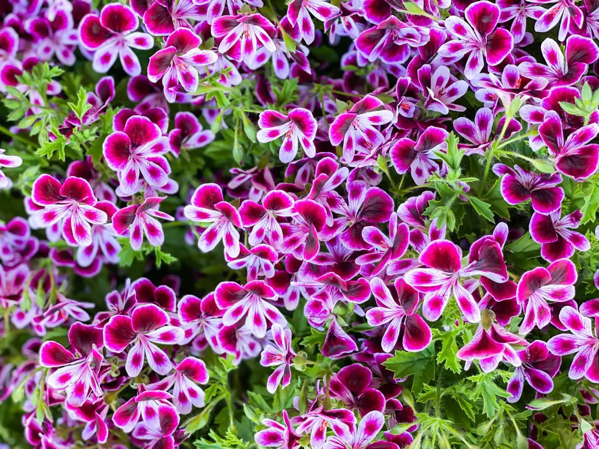 Bakterioza pelargonija