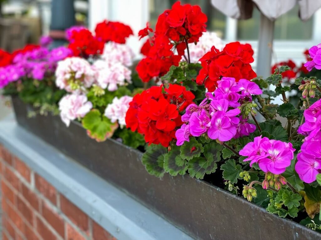 Najznačajnije bolesti i štetnici u uzgoju pelargonija