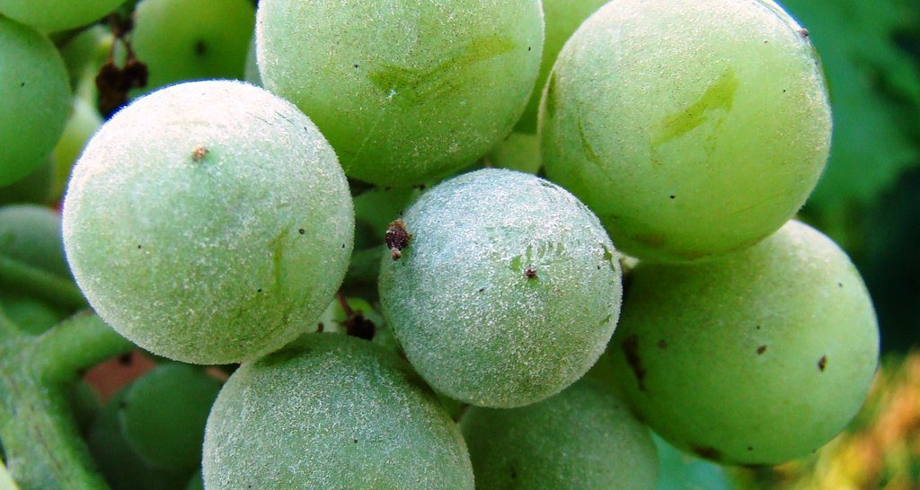 Kemijsko i biološko suzbijanje pepelnice u vinogradu