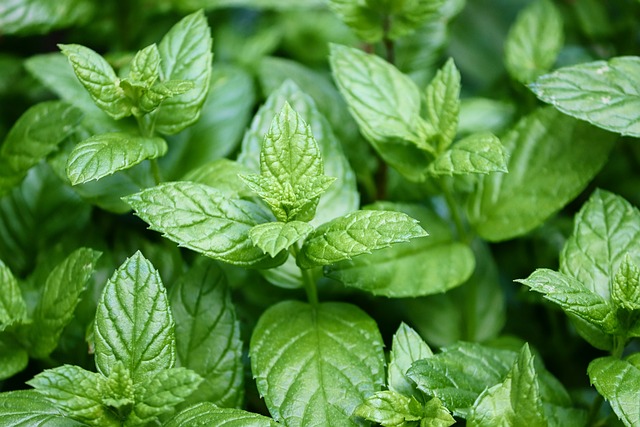 menta paprena metvica