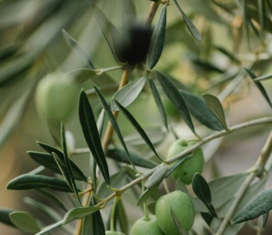 Obavijest o načinu evidentiranja u Upisnik maslinika upisnik maslinika