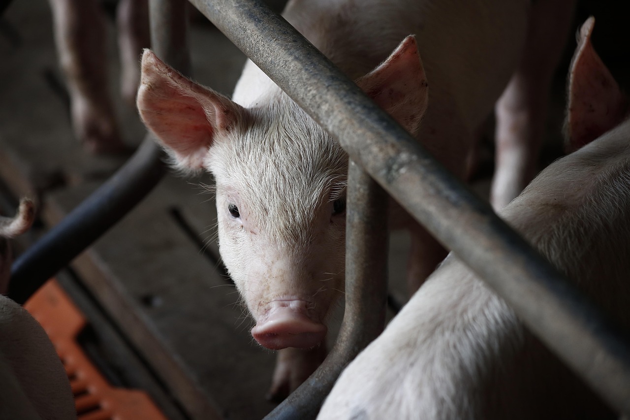 phantienphat-pig-3750943_1280 (1)