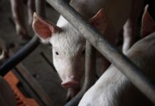 Doneseno novo Rješenje o određivanju zone zaštite i zone nadziranja zbog afričke svinjske kuge