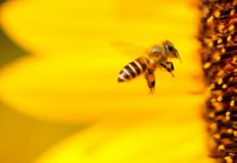 mjesto i uloga pčele u okolišu