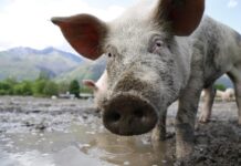 Objavljene odluke o sufinanciranju unaprjeđenja biosigurnosti u uzgoju svinja