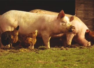 e savjetovanje potpore za sektor mliječnog govedarstva