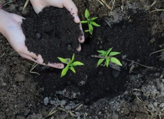 PLANTHEALTH4LIFE zdravlje bilja