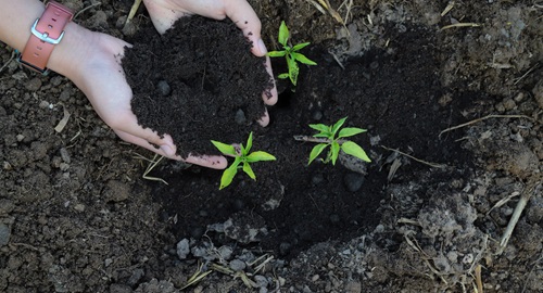 PLANTHEALTH4LIFE zdravlje bilja