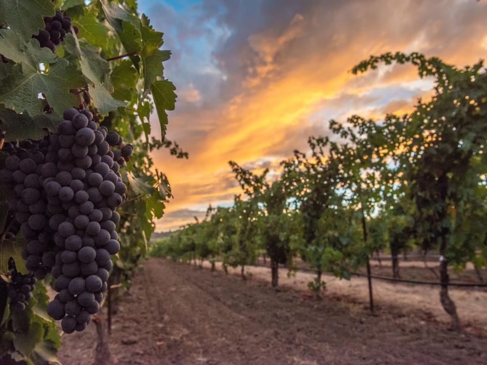 Lozne podloge za primorske vinograde (I)