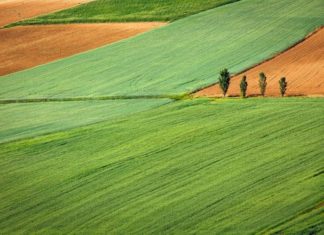 Pravilnika o provedbi izravne potpore poljoprivredi i IAKS mjera ruralnog razvoja za 2024. godinu