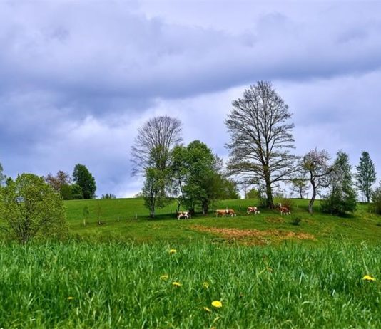 265 milijuna kuna za mlade i male poljoprivrednike potpore za male i mlade poljoprivrednike