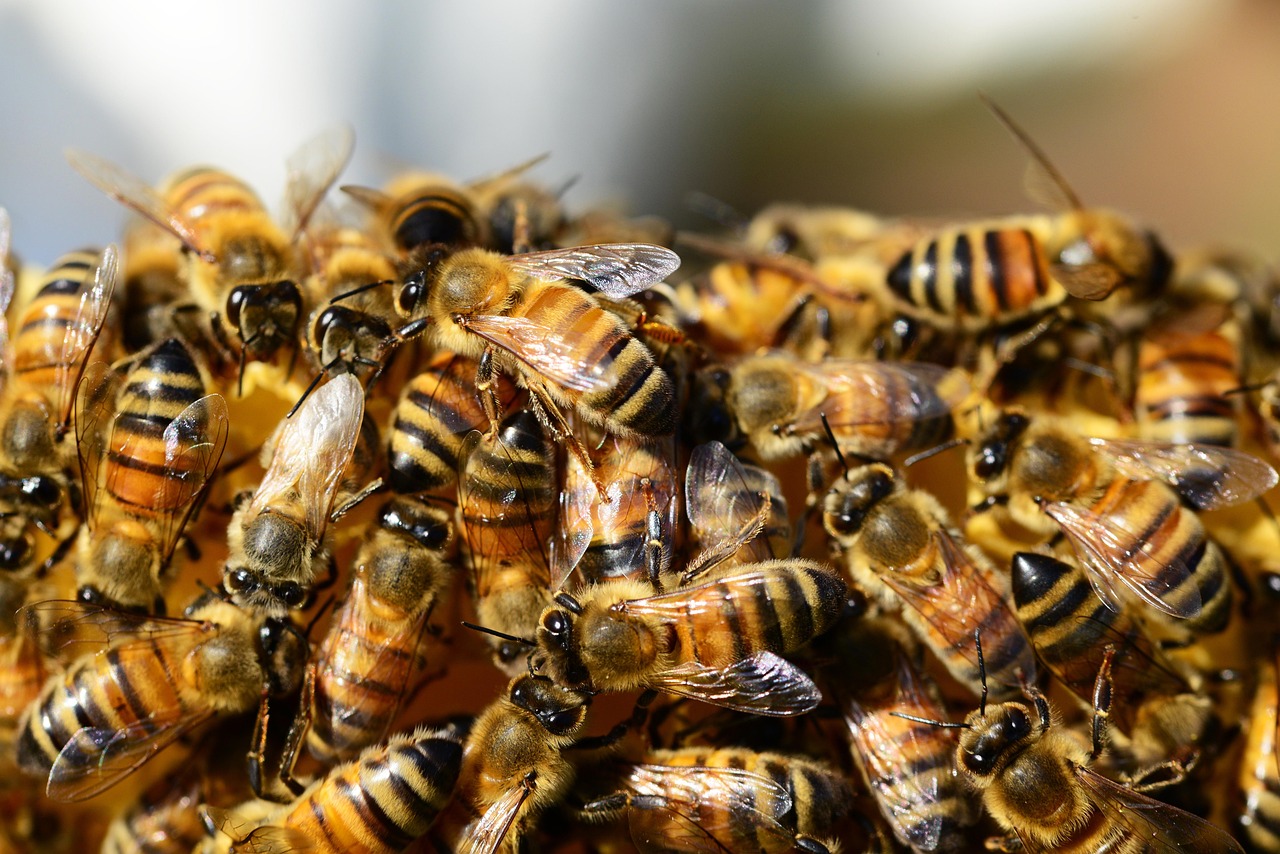 pollydot-honey-bees-326334_1280