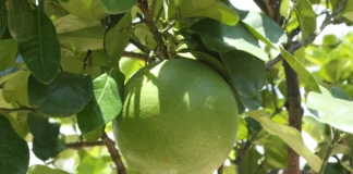 Pomelo – agrum s najvećim plodovima