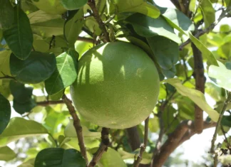 Pomelo – agrum s najvećim plodovima