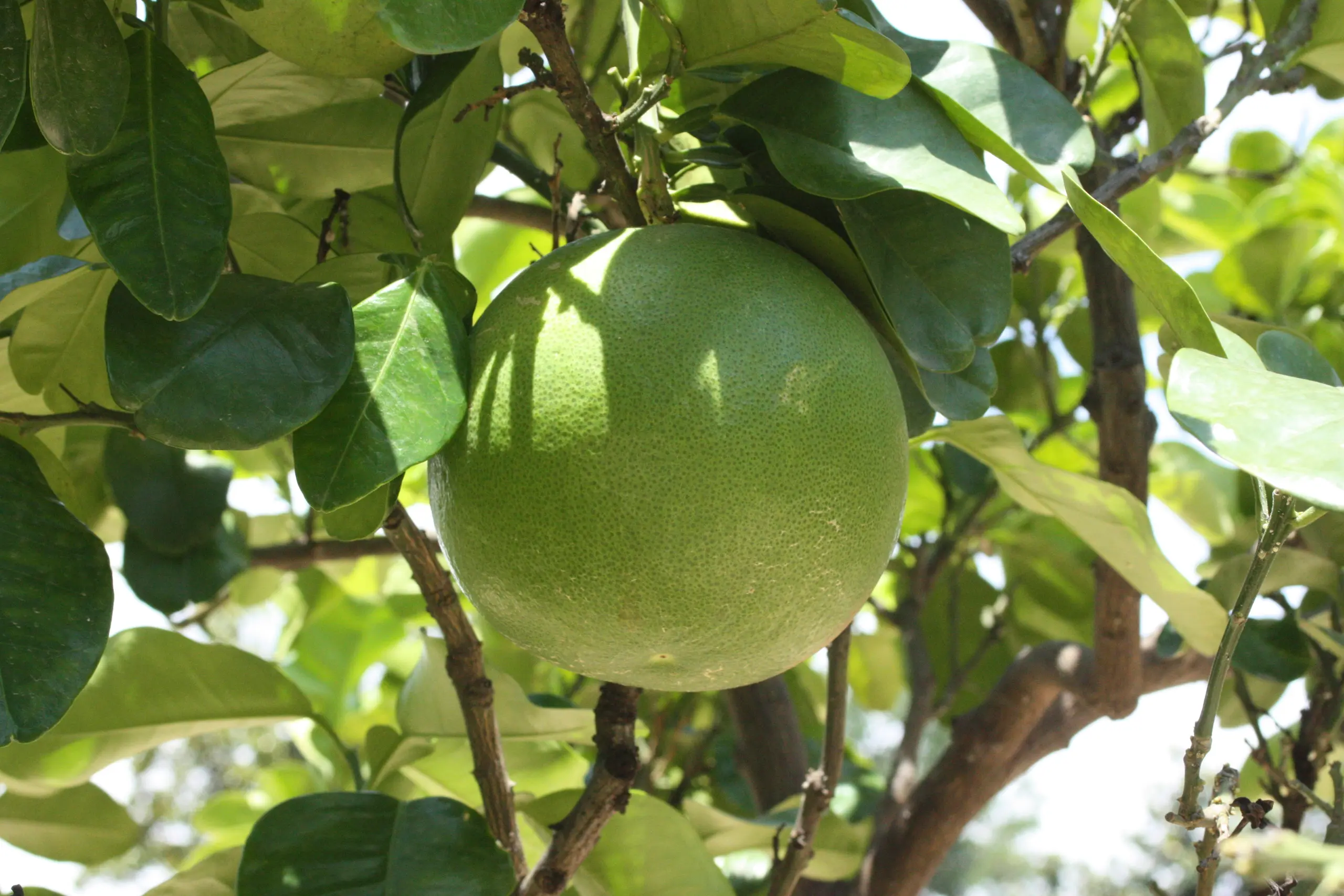 Pomelo – agrum s najvećim plodovima