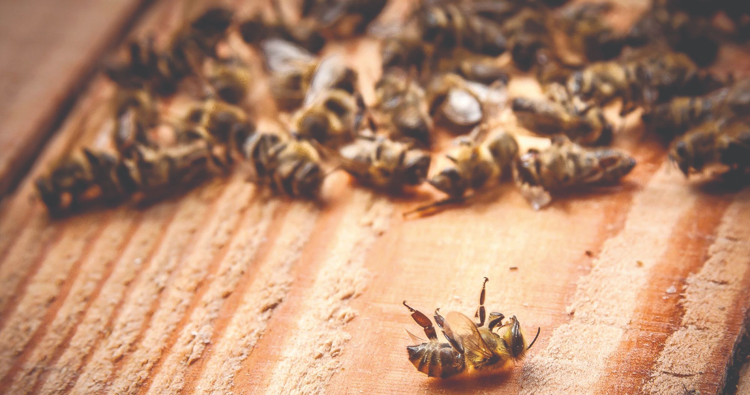 Međimursko pčelarstvo polako se oporavlja od katastrofalnog pomora pčela