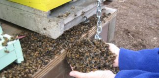 pomor pčela obnova poljoprivrednog potencijala