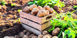 uz manje pesticida do kvalitetnijih uroda gomolja uzgoj krumpira