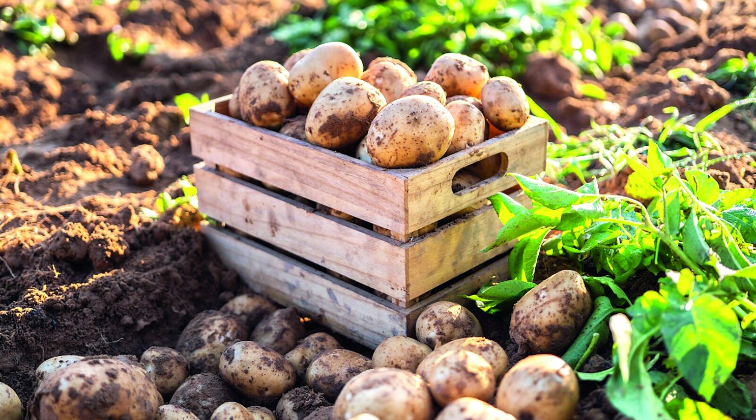 uz manje pesticida do kvalitetnijih uroda gomolja uzgoj krumpira