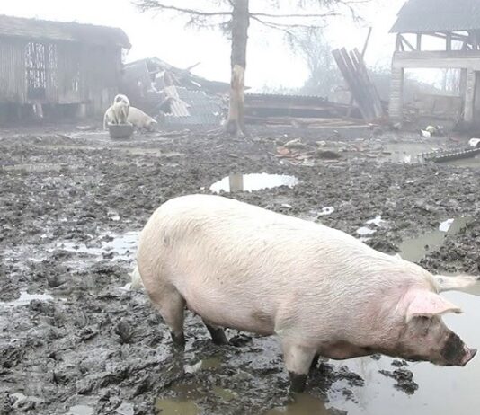 Donirano 30.000 litara mlijeka za potresom pogođena područja Isplaćeno 93 milijuna kuna potresom pogođenim područjima