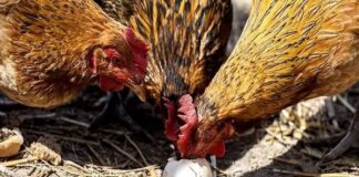 kokoši jedu snesena jaja