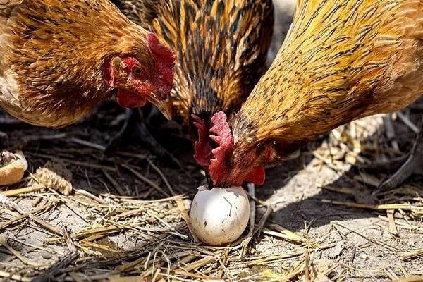kokoši jedu snesena jaja