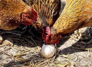kljucanje jaja kokoši kljucaju jaja