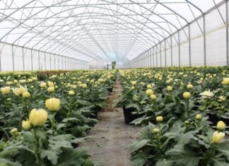 Koji su novi trendovi u proizvodnji povrća i cvijeća