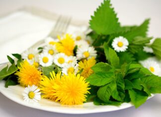 Proljetne salate - povrće s livada i šuma