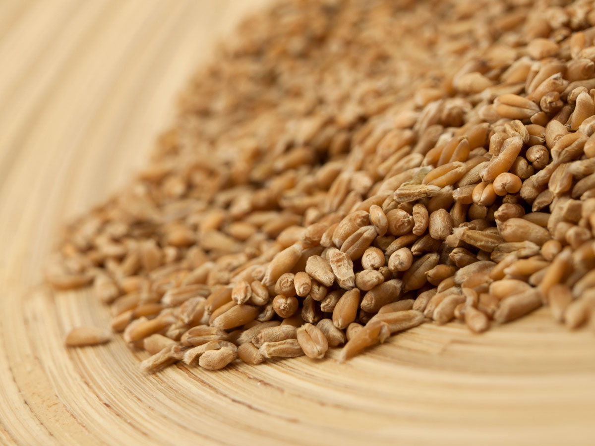 Više proteina u zrnu pšenice