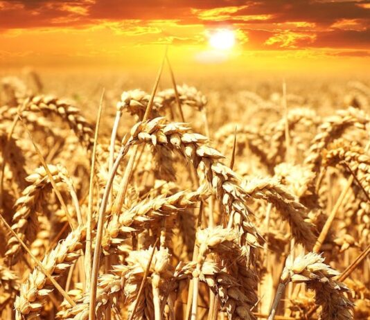 besplatno sjeme on farm model