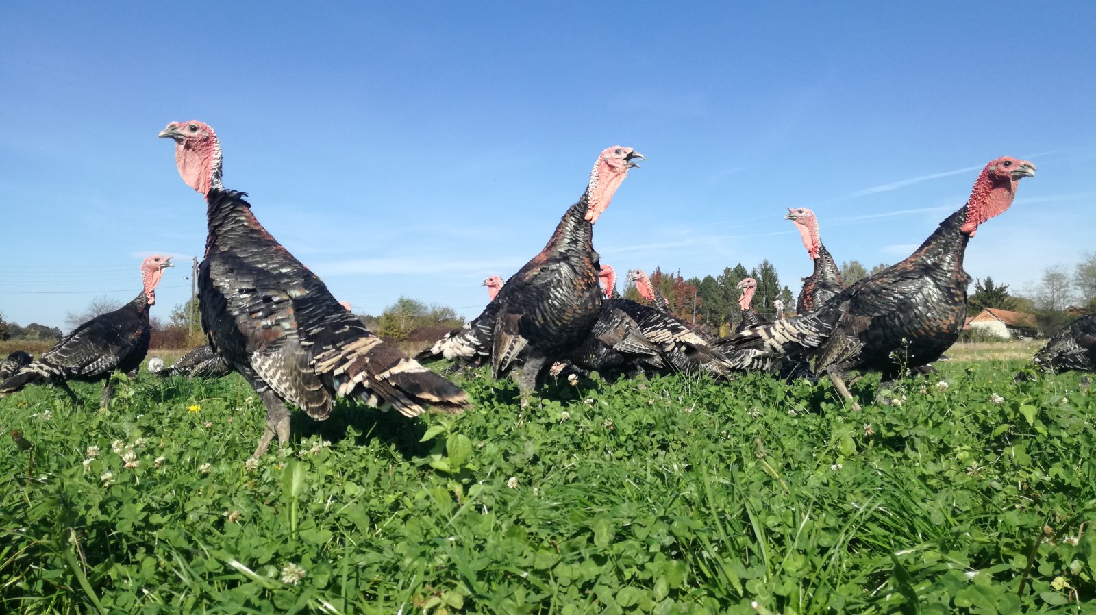 Farmerski uzgoj američke divlje pure