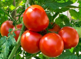 Ekološki uzgoj rajčica iz presadnica