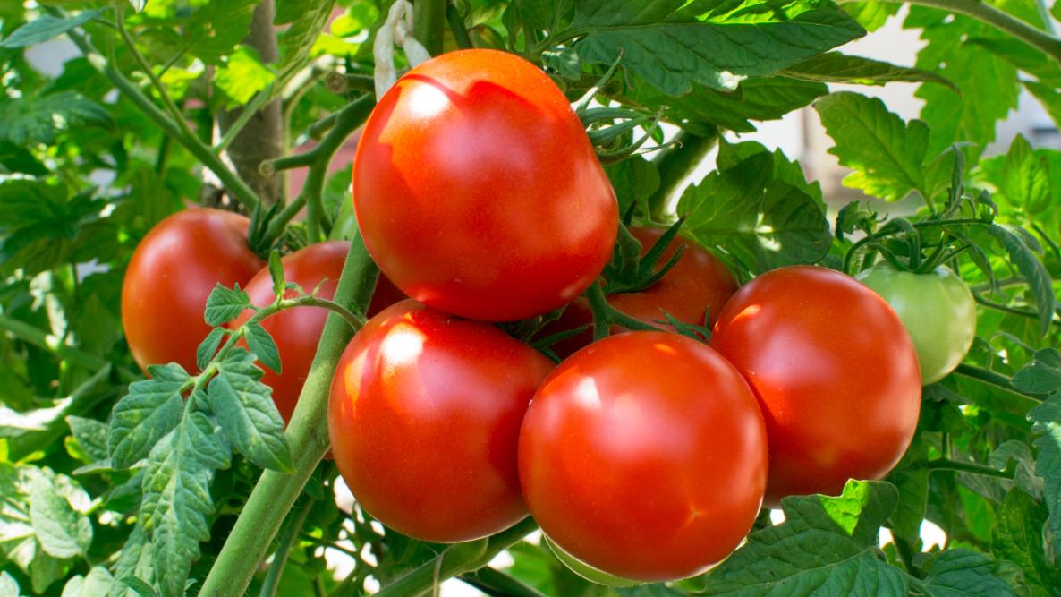 Ekološki uzgoj rajčica iz presadnica