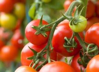 Kultivari rajčice zaštićena prostora