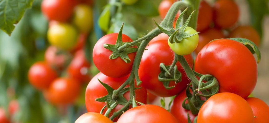 Kultivari rajčice zaštićena prostora