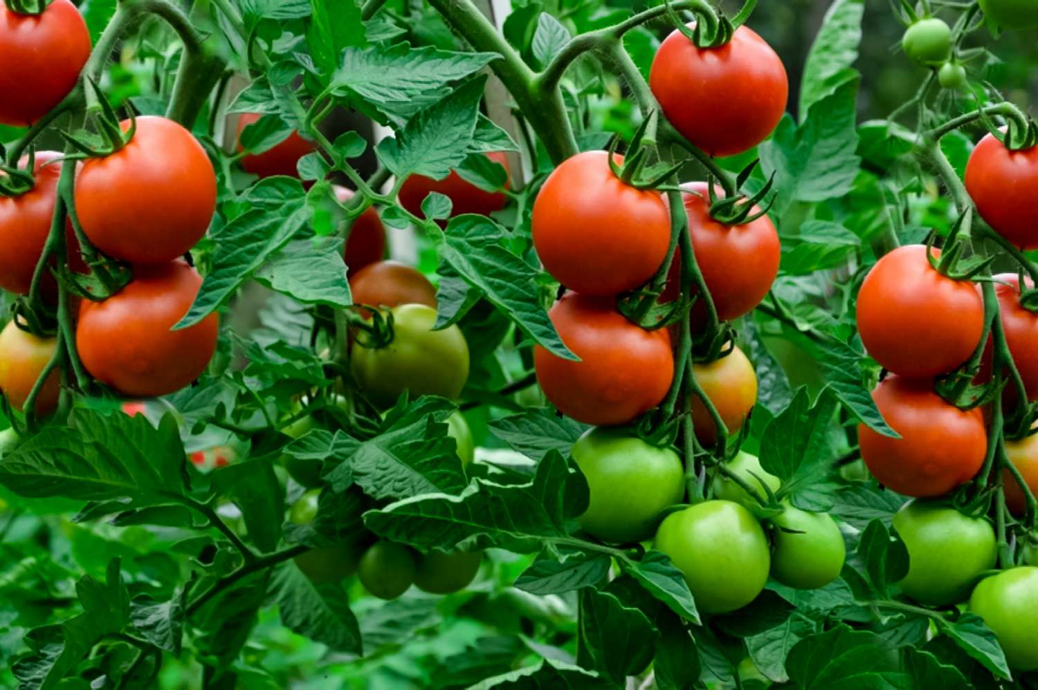 Različite mogućnosti uzgoja rajčice