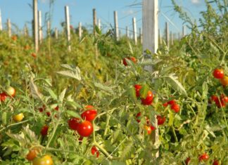 Kako uzgojiti rane rajčice?