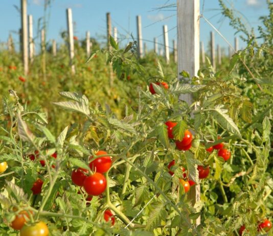 Kako uzgojiti rane rajčice?