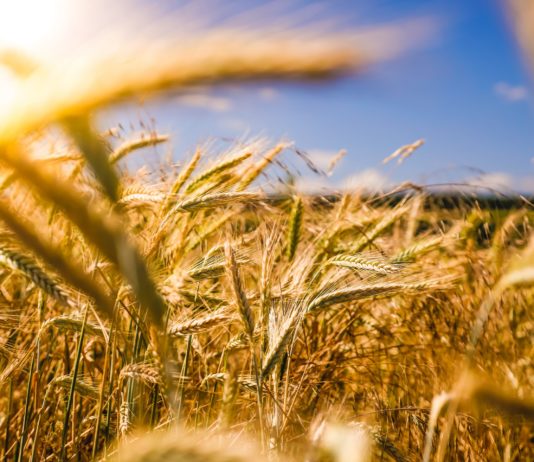 radni poljoprivrede ribarstva i šumarstva