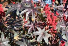 Kako se uzgaja ricinus i je li otrovan?