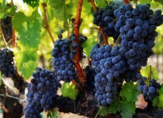 Regent – sorta vinove loze otporna na gljivične bolesti