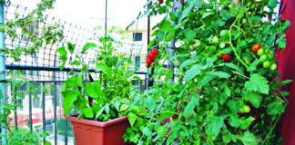 uzgojite povrće na balkonu