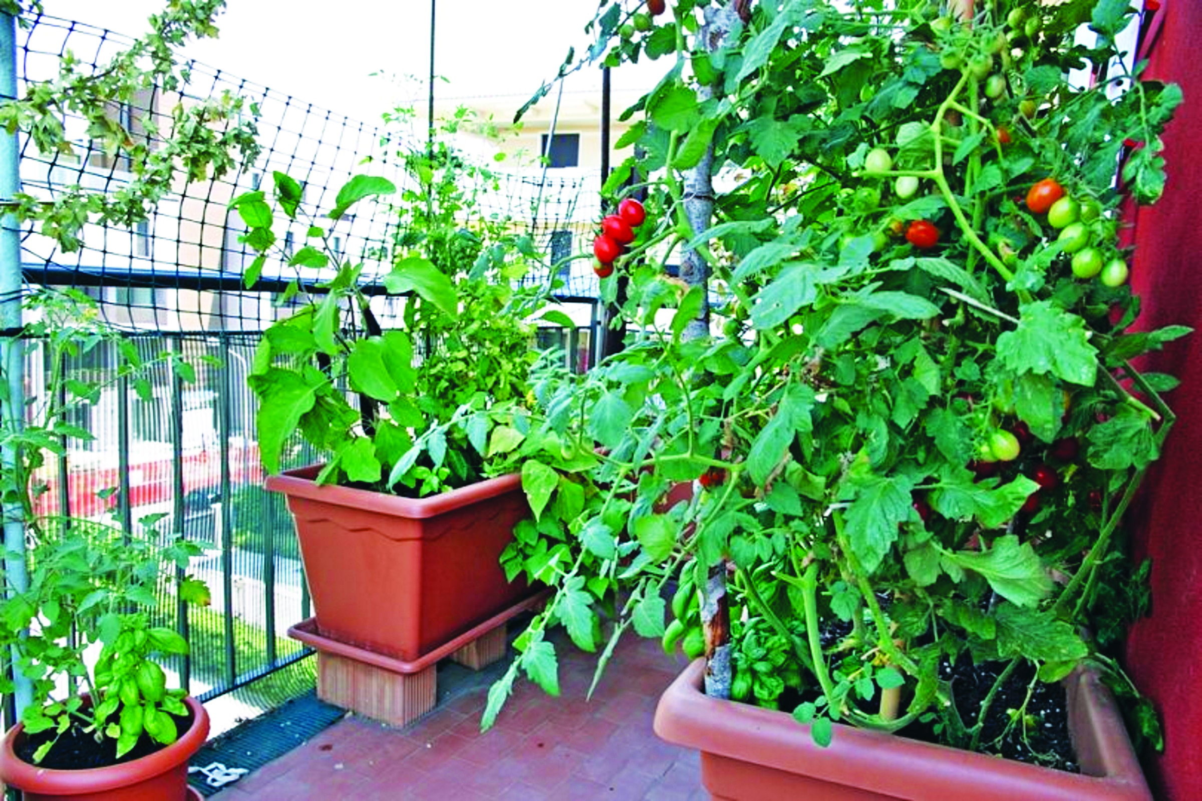 uzgojite povrće na balkonu