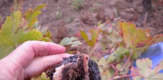 misterij bolesti drva vinove loze